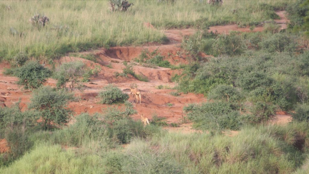 Hartebeest Across the Nyamsika