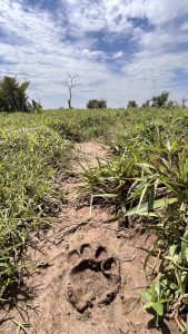 Lion Footprint nearby
