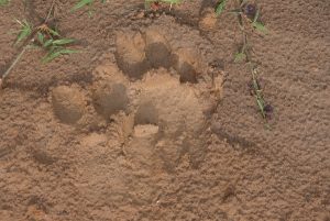 Lion footprint on sandy patch