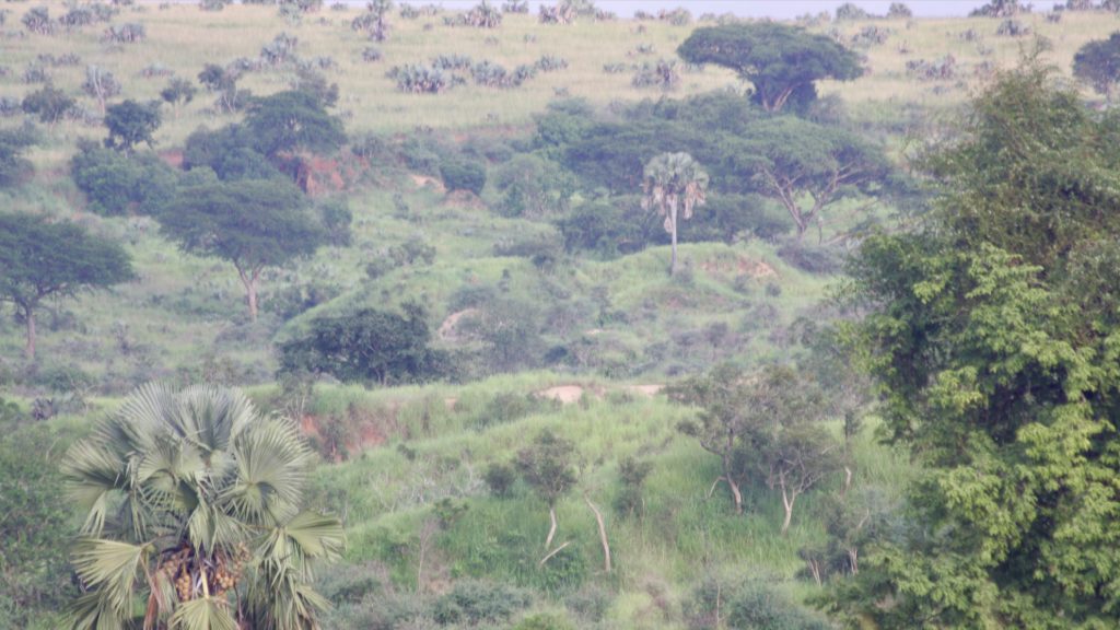 View of the hill across the camp